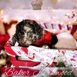 Cockapoo Puppies from Royal Cockapoo Playhouse