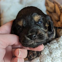 Cavapoo Puppies from WW Cavapoos