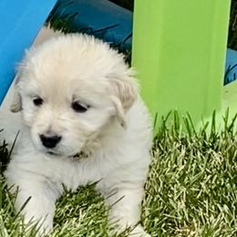 Golden Retriever and Jack Russell Terrier Puppies from Shelby Burleson's Golden Retrievers and Jack Russell Terriers
