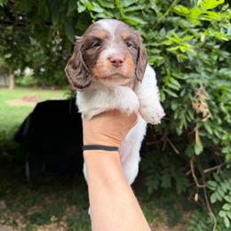 AKC PUA - Piebald female Dachshund puppy in Erie, Michigan from Champagne’s Grinch Toe’d Dachshunds