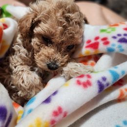 Cavapoo, Goldendoodle, Poodle, and Shihpoo Puppies from Sugarland's Texas Goldendoodles