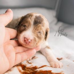 Fizz - Chocolate merle male Bernedoodle puppy in Youngstown, Florida from Wonderland’s Boujie Kennels