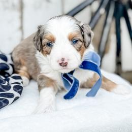 Sprinkles (Dark Blue Collar) - Blue merle male Aussiedoodle puppy in Sharpsburg, Georgia from Steindoodles
