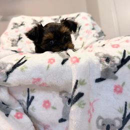 Butter - Black and tan female Yorkshire Terrier puppy in Burleson, Texas from BabydollYorkiesofTexas