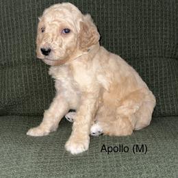 Apollo - Cream male Poodle puppy in Petal, Mississippi from Petal Poodles