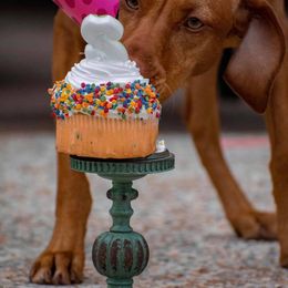 Vizsla Puppies from Six Hitch Farm