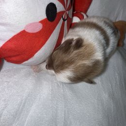 Snickers - Chocolate parti male Pomeranian puppy in Tucson, Arizona from Pomutopia