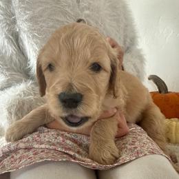 Gray - Cream male Goldendoodle puppy in Pasco, Washington from Elm Road Farms