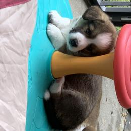 Cardigan Welsh Corgi Puppies from Penfro Corgis