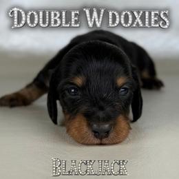 BLACKJACK - Black and tan male Dachshund puppy in Alto, Texas from Double W Doxies