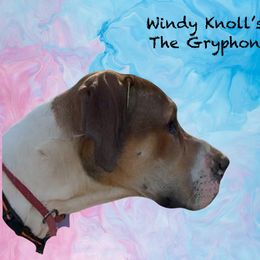 Griff - Great Dane