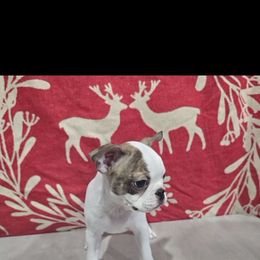 Boy 2 - Brindle and white male Boston Terrier puppy in Gibson City, Illinois from Quinn's Kennels