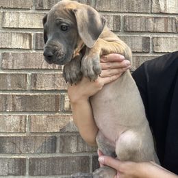 Pink Collar - Blue brindle female Great Dane puppy in Kimball, Michigan from Starlight Danes