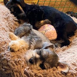 Miniature Schnauzer Puppies from Beyond Blessed Pawz