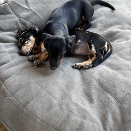 Dachshund Puppies from Witchy Woman’s Wiener’s