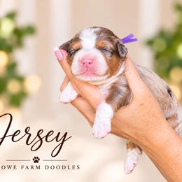 Jersey - Blue merle female Bernedoodle puppy in Henry, Illinois from Rowe Farms Doodles