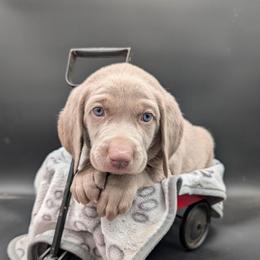 Bon jovi - Silver gray male Weimaraner puppy in Evart, Michigan from Drehbar Weimaraners