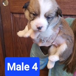 Pembroke Welsh Corgi Puppies from McGraw's Paws 🐾