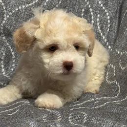 Gigi - White female Maltipoo puppy in Bakersfield, California from Silvia's Maltipoos