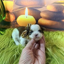 Boy 1 - Gold and white male Shih Tzu puppy in Port Orchard, Washington from Buttons N Bows