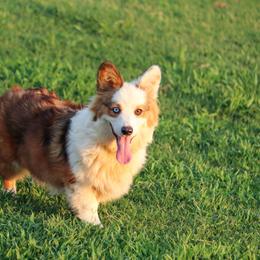 Noodle - Pembroke Welsh Corgi