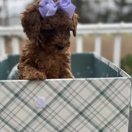Felicia - Red  female Poodle puppy in Mint Hill, North Carolina from DoodleForever