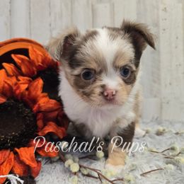 Cookie - Merle male Chihuahua puppy in Bowdon, Georgia from Paschal's Pups
