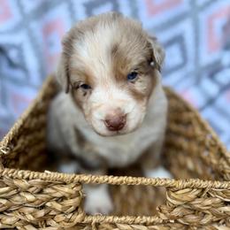 Foxglove - Red merle male Australian Shepherd puppy in Clover, South Carolina from Jo’s Aussies