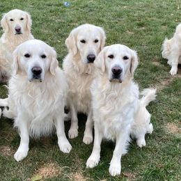Golden Retrievers from Majestic Goldens