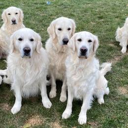 Golden Retrievers from Majestic Goldens