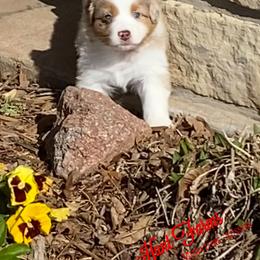 Australian Shepherd, Miniature Australian Shepherd, and Toy Australian Shepherd Puppies from Hunt Farms Mini Aussies