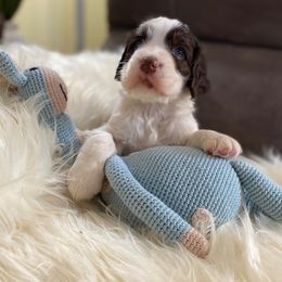 English Springer Spaniel Puppies from Cedarhaven Springers