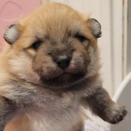 Boy 2 - Orange sable male Pomeranian puppy in Arleta, California from Poms De Valle