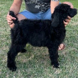 PRINCESS - Black Poodle puppy in Houston, Texas from D'Toirac Standard Poodles