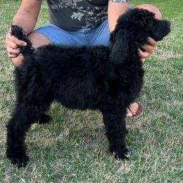 PRINCESS - Black Poodle puppy in Houston, Texas from D'Toirac Standard Poodles