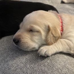 Labrador Retriever Puppies from Front Range Labradors LLC
