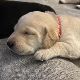 Labrador Retriever Puppies from Front Range Labradors LLC