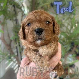 Ted - Red male Cavapoo puppy in West Jordan, Utah from Ruby's Cavapoos