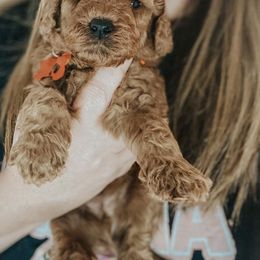 Bernedoodles and Goldendoodles from Doodles of North Tx
