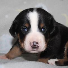 Greater Swiss Mountain Dog and Nederlandse Kooikerhondje Puppies from Ambermoon Kooikerhondje Blackamber Greater Swiss Mountain Dogs