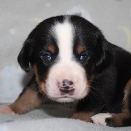 Greater Swiss Mountain Dog and Nederlandse Kooikerhondje Puppies from Ambermoon Kooikerhondje Blackamber Greater Swiss Mountain Dogs