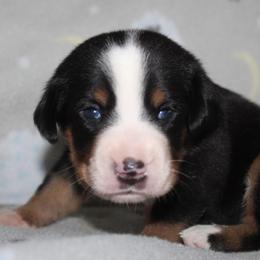 Greater Swiss Mountain Dog and Nederlandse Kooikerhondje Puppies from Ambermoon Kooikerhondje Blackamber Greater Swiss Mountain Dogs