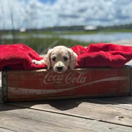 Leo - Cream male Dachshund puppy in Woodbine, Georgia from Coastal Bluff Pups