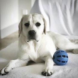 Labrador Retrievers from Adams White Labradors