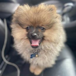 Pomeranians from Lord Pomeranians