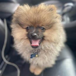 Pomeranians from Lord Pomeranians