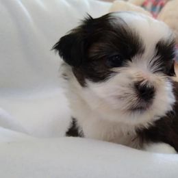 Great Dane and Shih Tzu Puppies from Empire Royalty and Majestic Dane