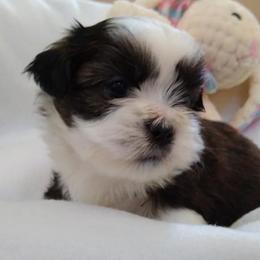 Great Dane and Shih Tzu Puppies from Empire Royalty and Majestic Dane