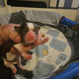 Holly - Liver and white female Shih Tzu puppy in Cook County, Illinois from My Tzu Crew