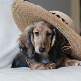 Bee - Dachshund